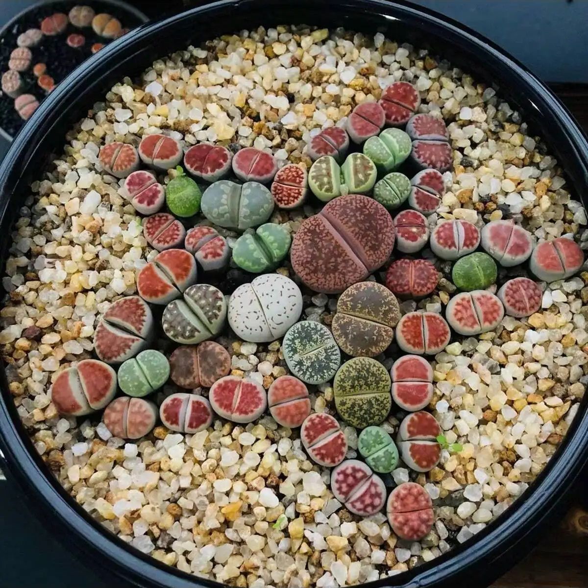 1pc-250g 천연 크리스탈 자갈 돌 마이크로 조경  - Aquarium Fish Tank Price 리뷰 및 가격