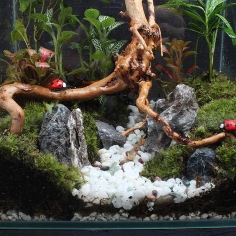 천연 나무 줄기 유목 수족관 어항, 파충류 실린더 뿌리 - Aquarium Fish Hiding Places 리뷰 및 가격