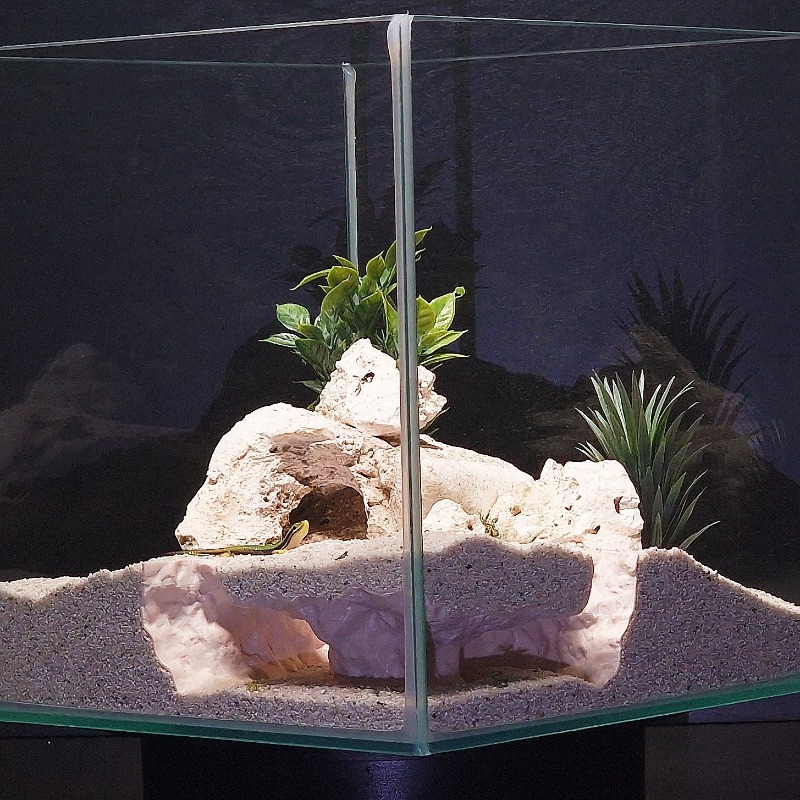 3D 프린팅 어항 터널 쉼터 수족관 장식 소형 물고기, - Aquarium Fish Hiding Places 리뷰 및 가격