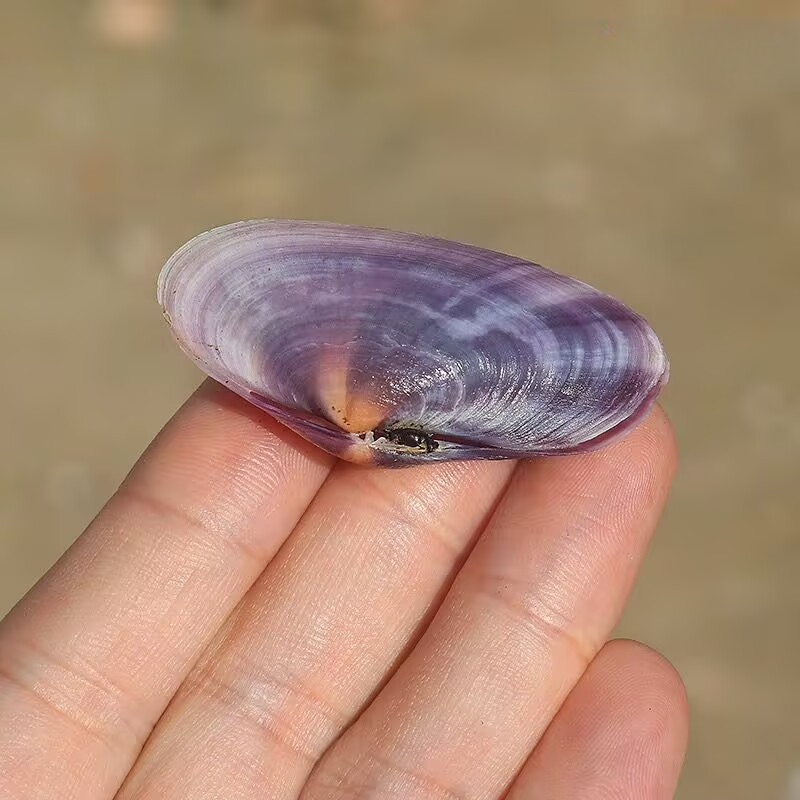 긴 보라색 조개 천연 소라 보라색 껍질 어항 수족관 장 - Aquarium Fish Long 리뷰 및 가격